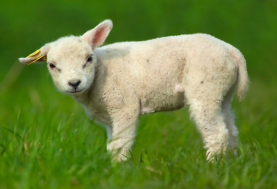 baby-sheep